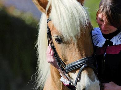 haflinger